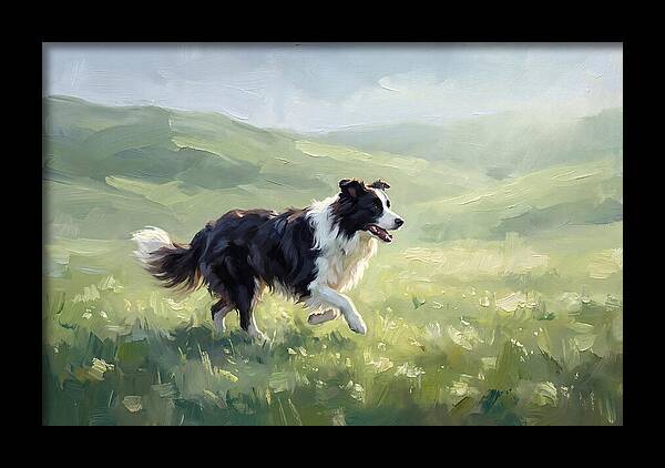 Border Collie In A Meadow