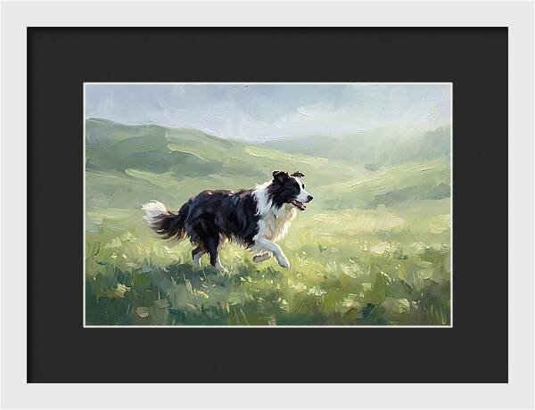 Border Collie In A Meadow
