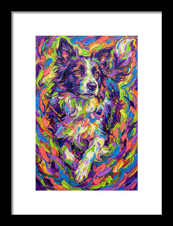 Border Collie In Vibrant Colors