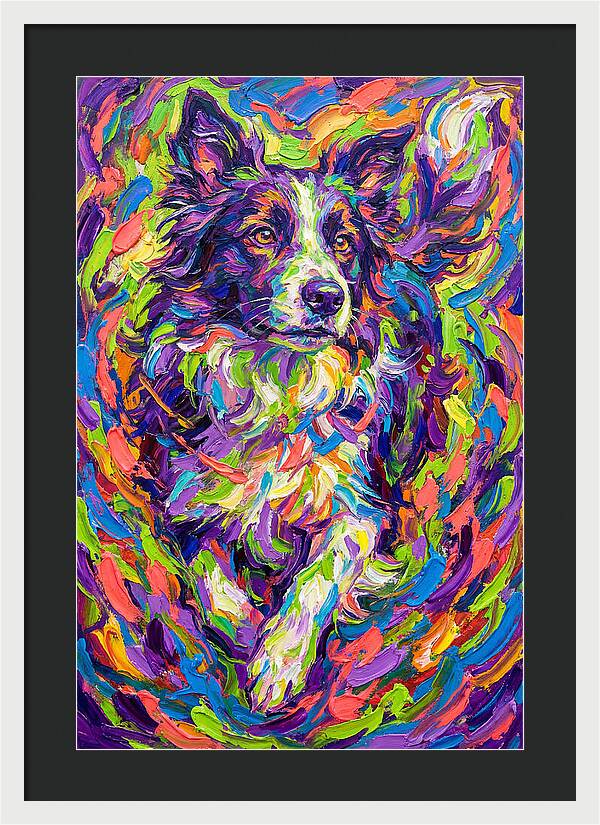 Border Collie In Vibrant Colors