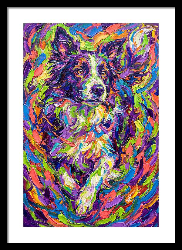 Border Collie In Vibrant Colors