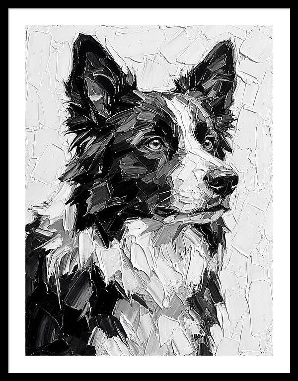 Border Collie Portrait In Monochrome