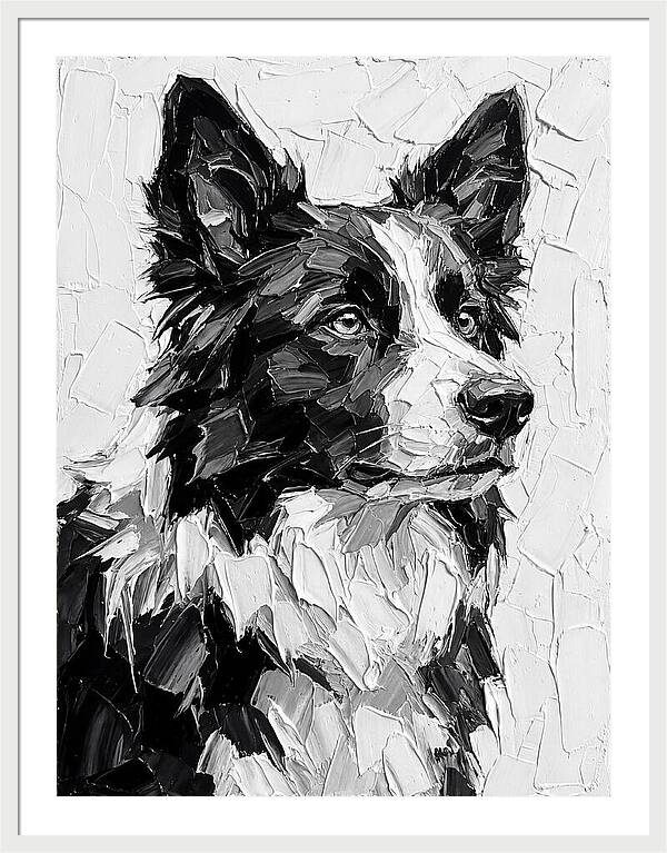 Border Collie Portrait In Monochrome