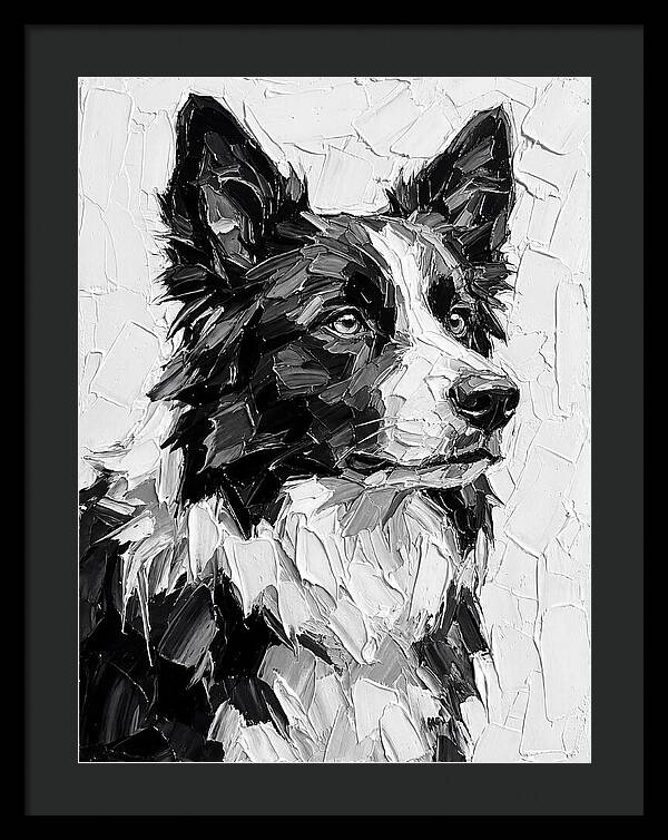 Border Collie Portrait In Monochrome