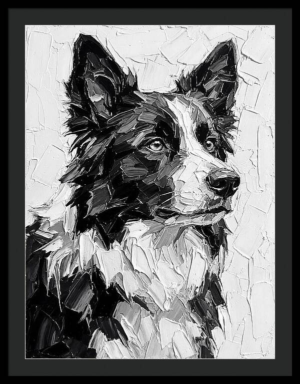 Border Collie Portrait In Monochrome