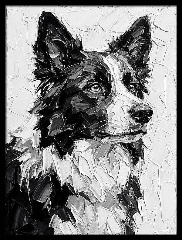 Border Collie Portrait In Monochrome