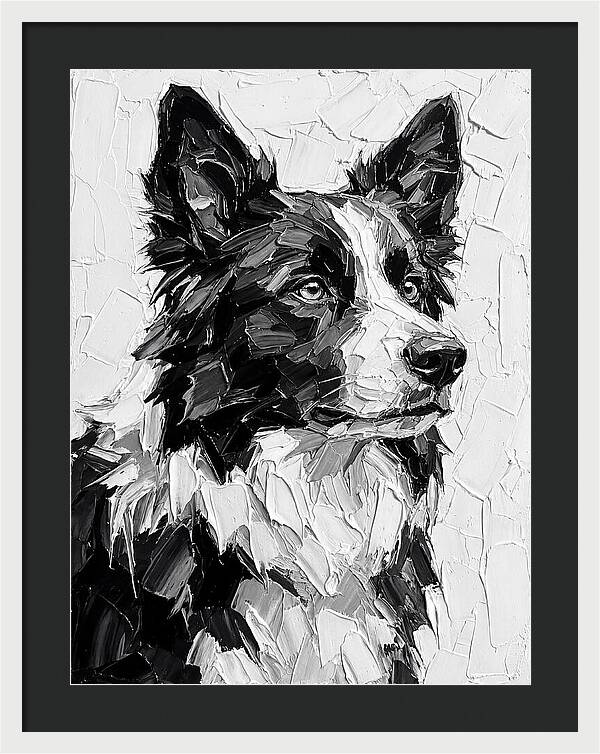 Border Collie Portrait In Monochrome