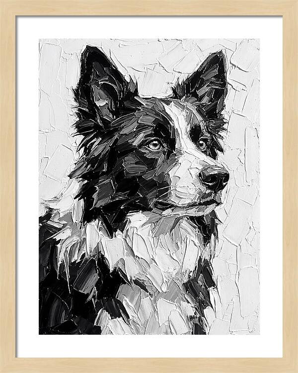 Border Collie Portrait In Monochrome