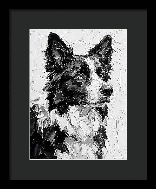 Border Collie Portrait In Monochrome