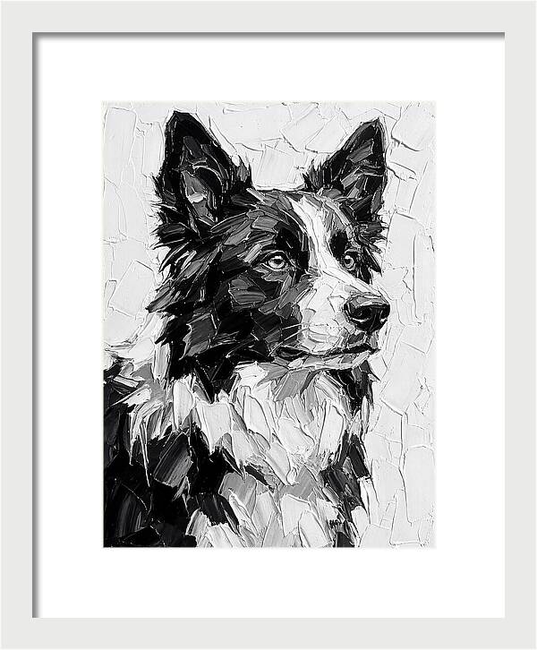 Border Collie Portrait In Monochrome
