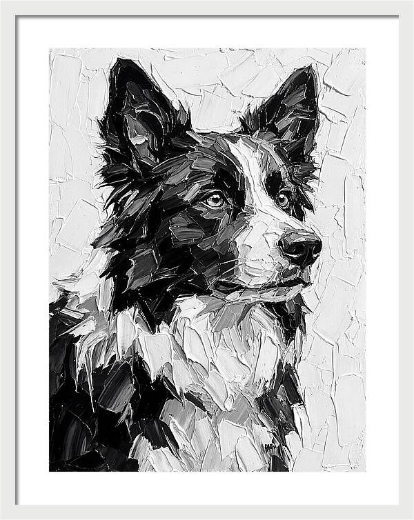 Border Collie Portrait In Monochrome