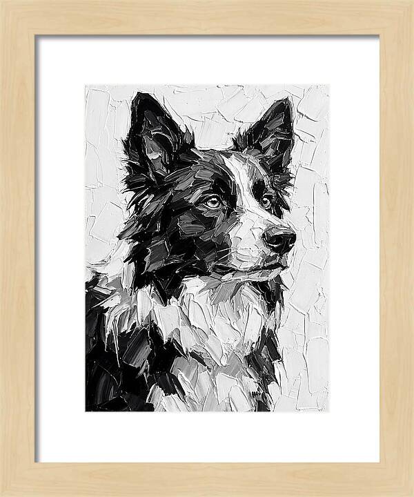 Border Collie Portrait In Monochrome
