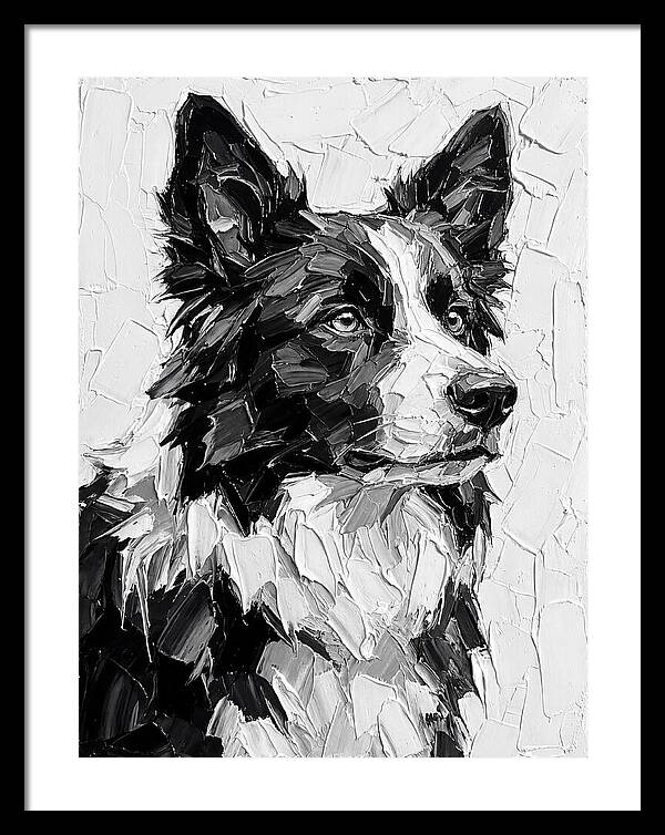 Border Collie Portrait In Monochrome