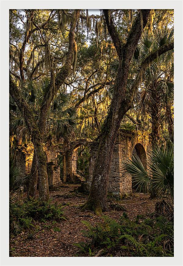 Botany Bay Forest Ruins