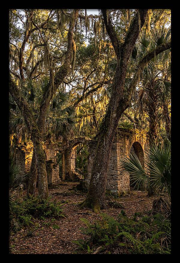Botany Bay Forest Ruins
