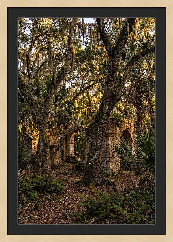 Botany Bay Forest Ruins