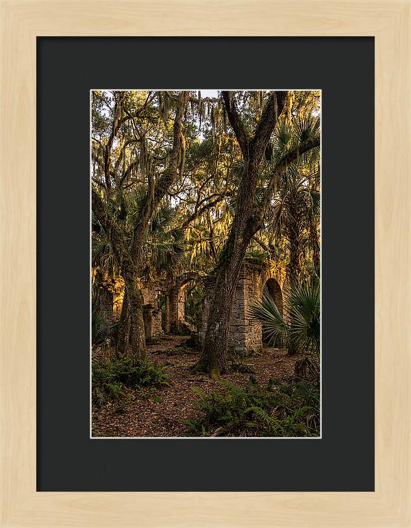 Botany Bay Forest Ruins