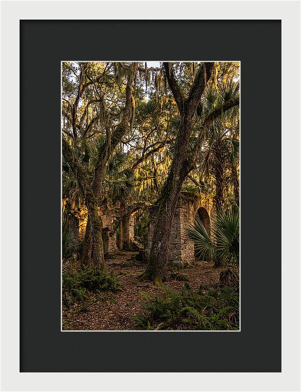 Botany Bay Forest Ruins