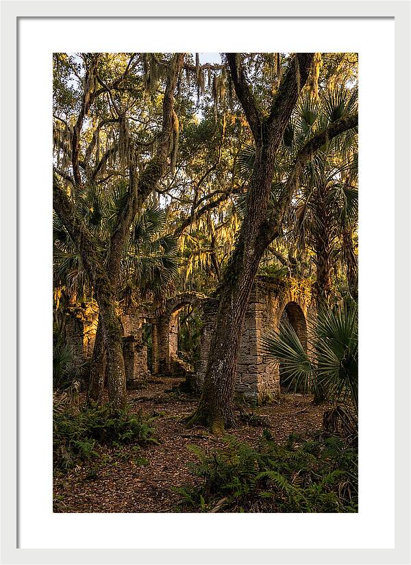 Botany Bay Forest Ruins