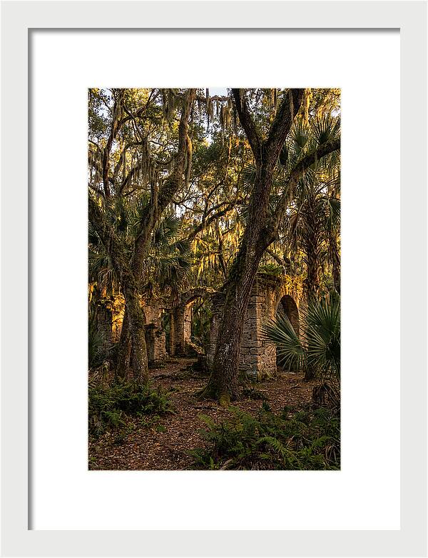 Botany Bay Forest Ruins