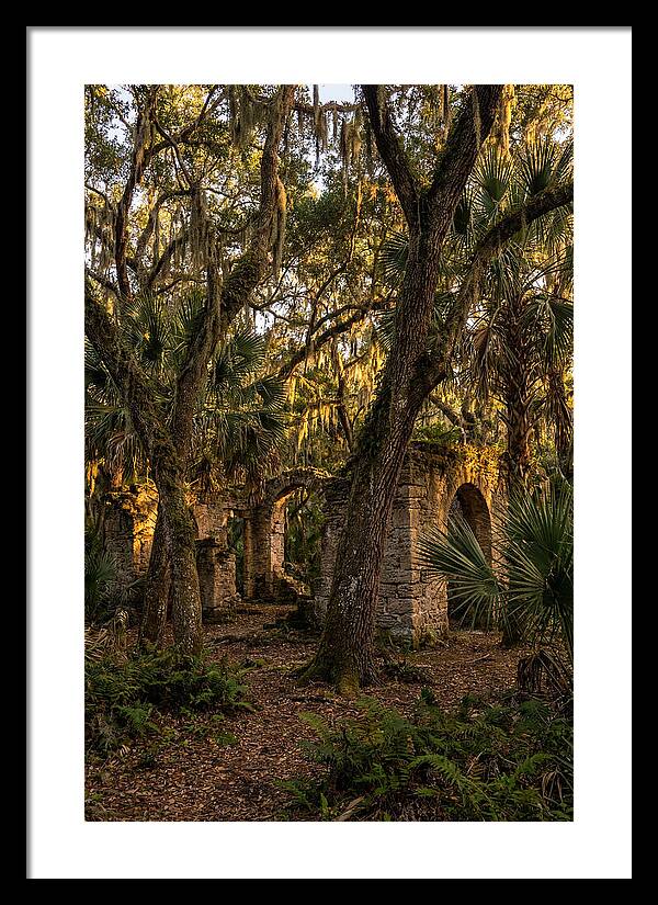 Botany Bay Forest Ruins