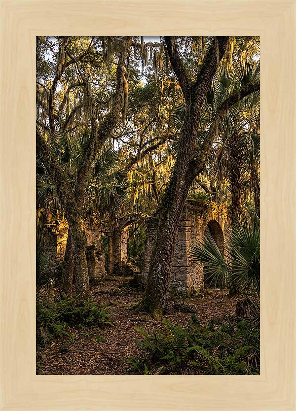 Botany Bay Forest Ruins