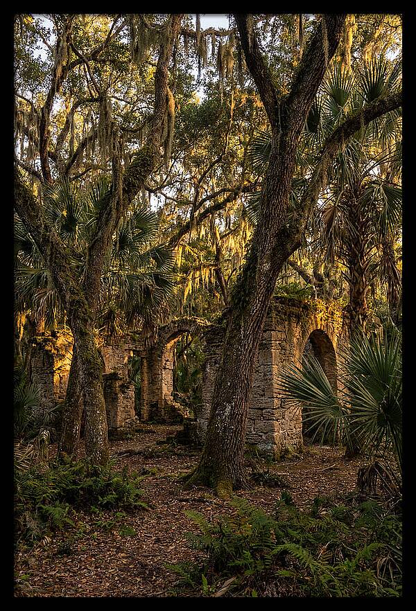 Botany Bay Forest Ruins