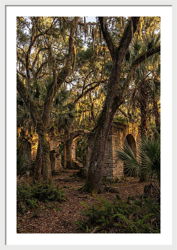 Botany Bay Forest Ruins