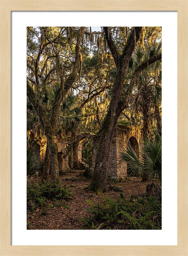 Botany Bay Forest Ruins