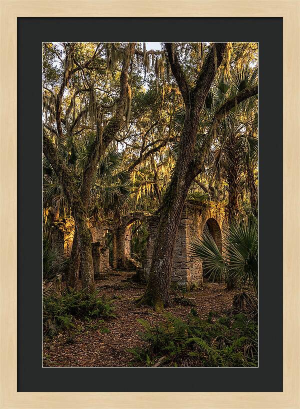 Botany Bay Forest Ruins