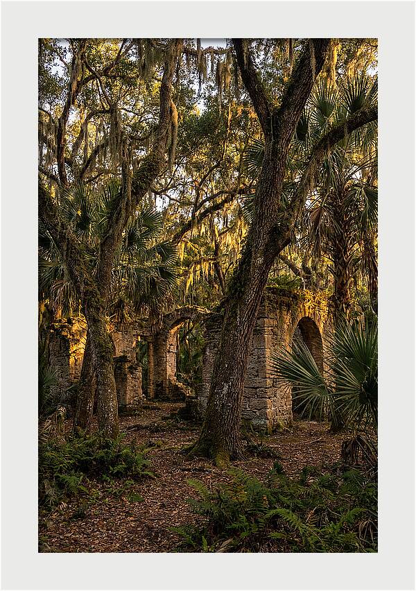 Botany Bay Forest Ruins