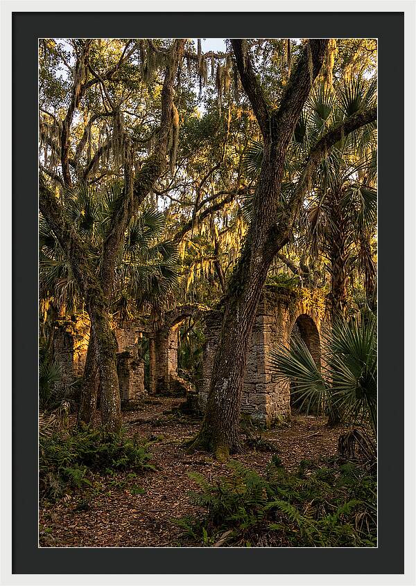 Botany Bay Forest Ruins