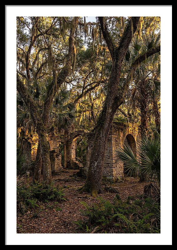 Botany Bay Forest Ruins