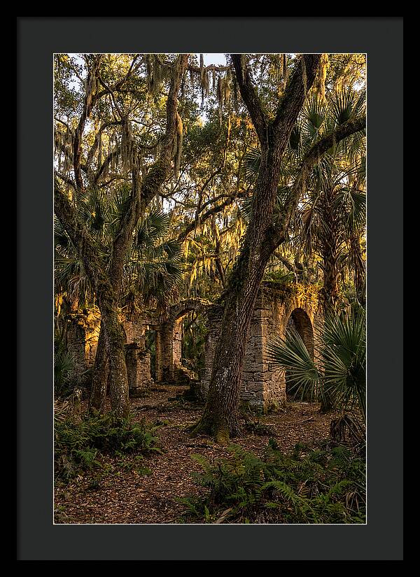 Botany Bay Forest Ruins
