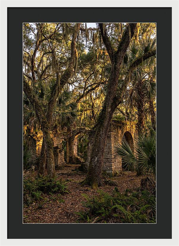 Botany Bay Forest Ruins