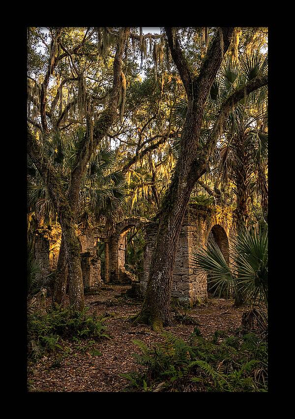 Botany Bay Forest Ruins