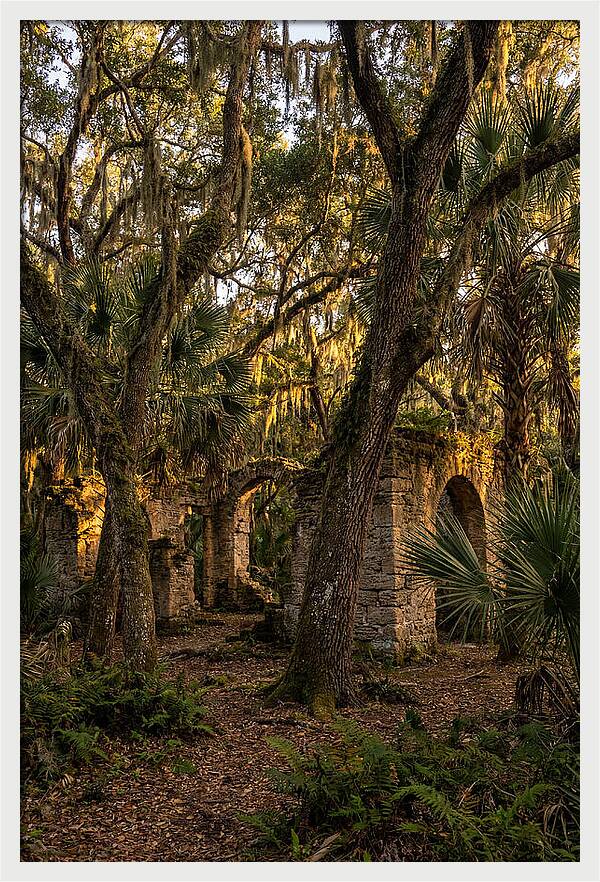 Botany Bay Forest Ruins