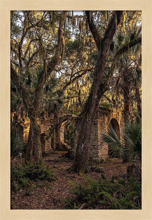 Botany Bay Forest Ruins