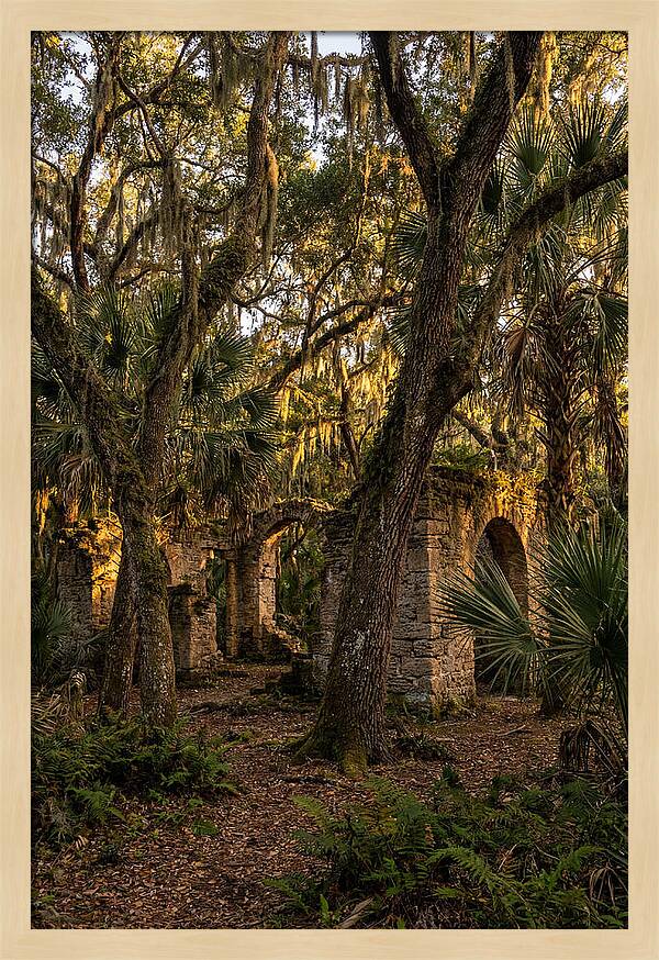 Botany Bay Forest Ruins