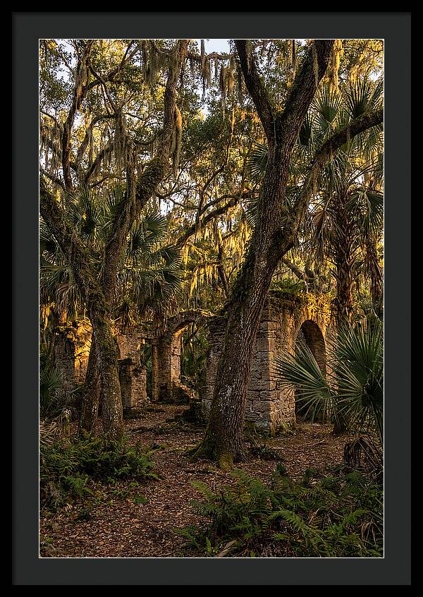 Botany Bay Forest Ruins