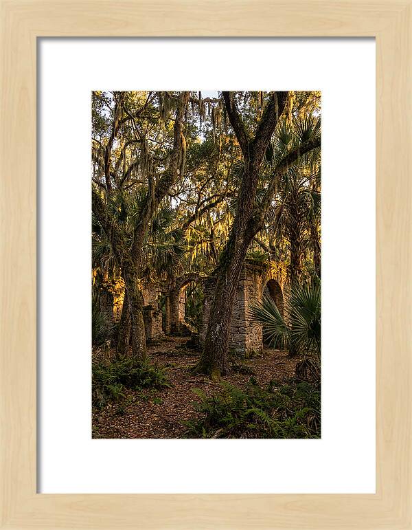 Botany Bay Forest Ruins
