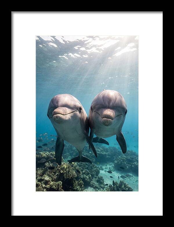 Bottlenose Dolphin Duo