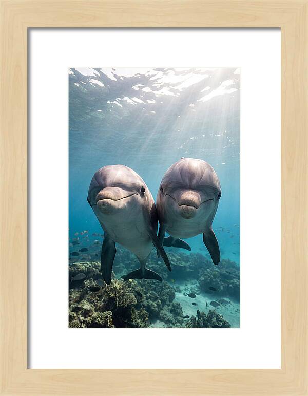 Bottlenose Dolphin Duo