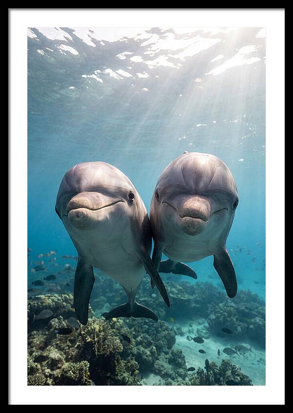 Bottlenose Dolphin Duo