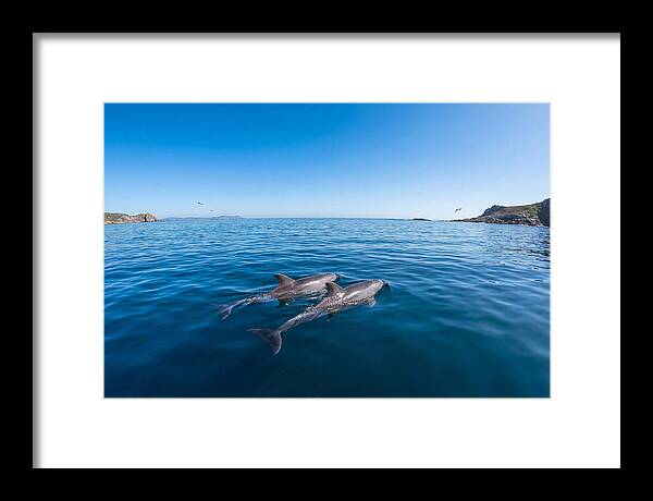 Bottlenose Dolphin Pair Swimming Together