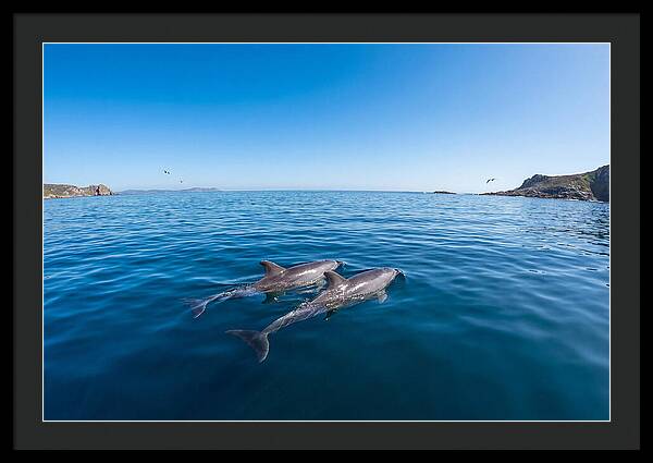 Bottlenose Dolphin Pair Swimming Together