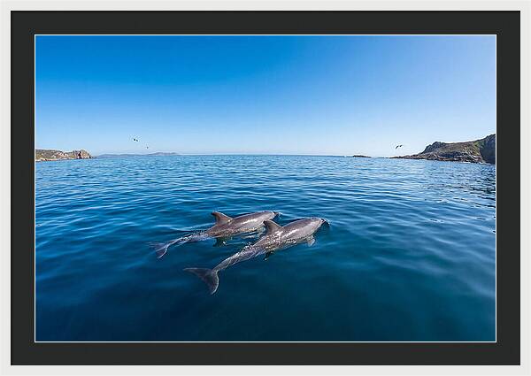 Bottlenose Dolphin Pair Swimming Together