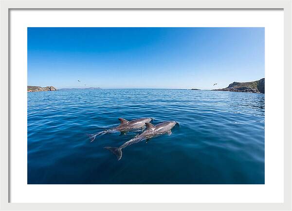 Bottlenose Dolphin Pair Swimming Together