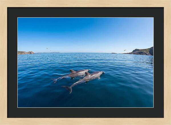 Bottlenose Dolphin Pair Swimming Together