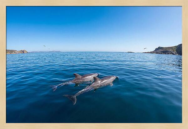 Bottlenose Dolphin Pair Swimming Together